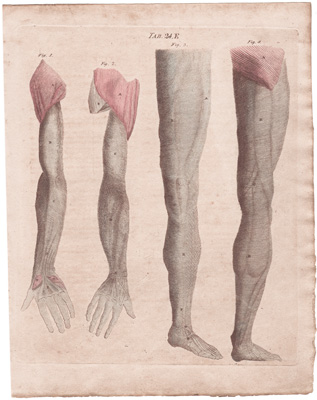 Represents the Aponeuroses or Tendinous Membranes, which appear upon removing the Common Integuments, and which cover the Muscles of the Extremities